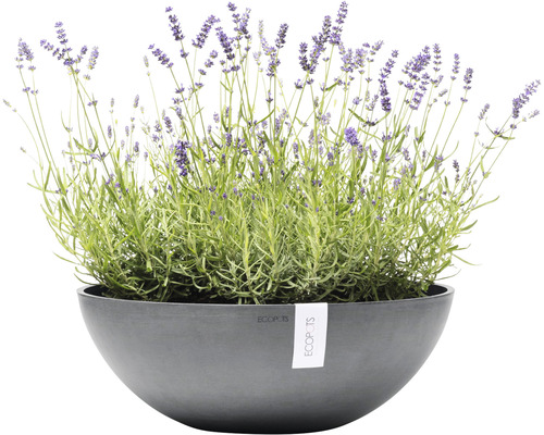 Lavendel i en Ecopots-kruka