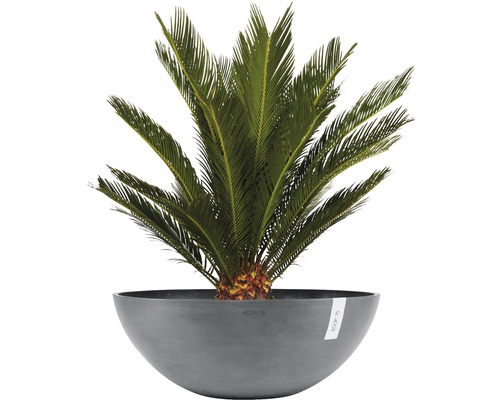 Dekorativ palm i rund planteringskruka