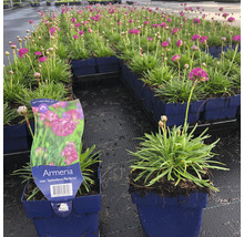 Blommande trift ''Splendens Perfecta'' i krukor