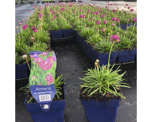 Blommande trift ''Splendens Perfecta'' i krukor