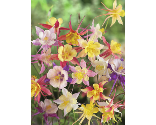 Närbild av akleja blommor med fina kronblad