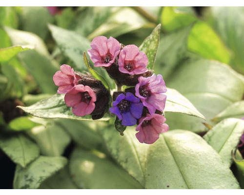 Närbild av lungört med blommor och blad