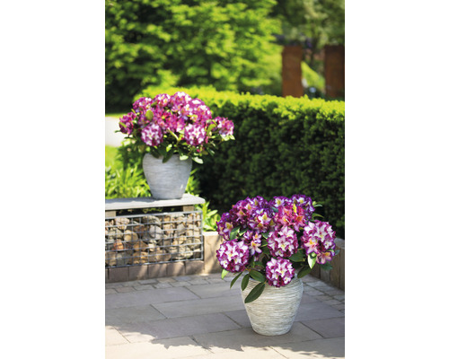 Två krukor med rhododendron i trädgården.