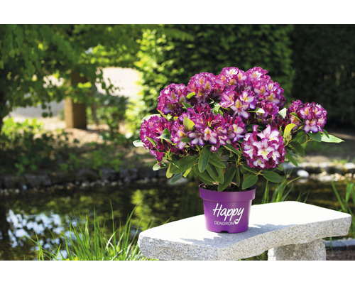 Lila och vit rhododendron i kruka på en stenbänk