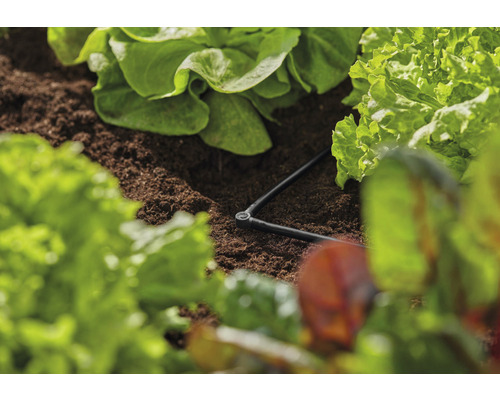 Bevattningssystem i en salladsbädd med droppslang