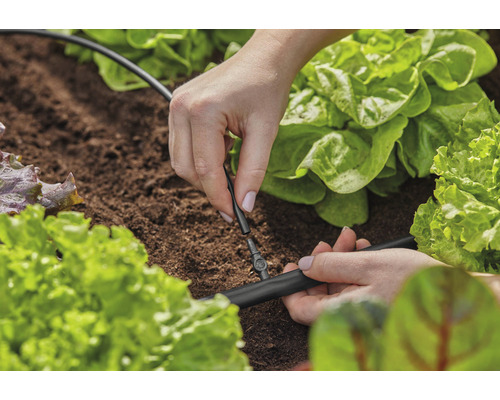 En person installerar ett bevattningssystem mellan salladsplantor i trädgården.