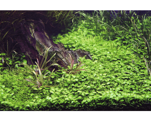 Akvarium med vattenväxter och sten
