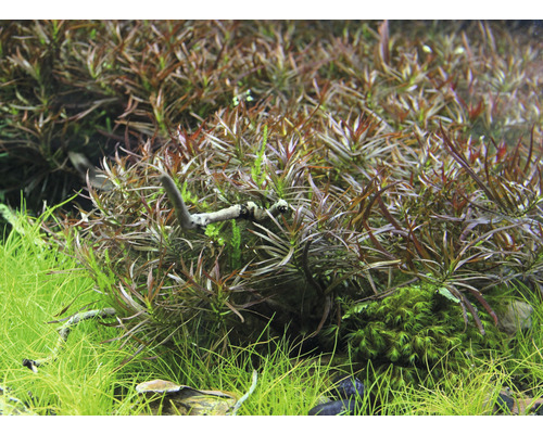 Detaljvy av akvarieväxter