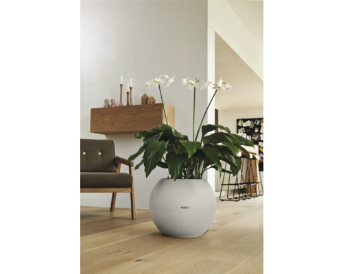 Växt med vita blommor i en rund planteringslåda i ett vardagsrum