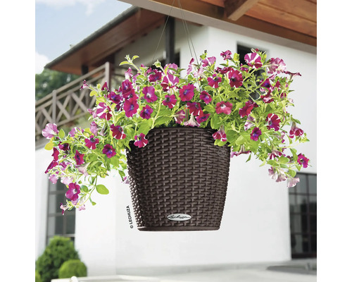 Hängande ampel med lila petunior i en brun plastbehållare