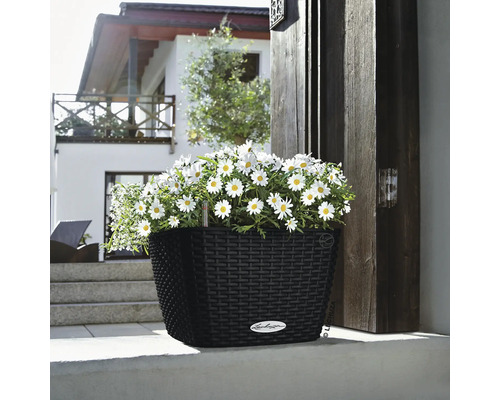 Svart blomkruka med vita prästkragar framför ett hus