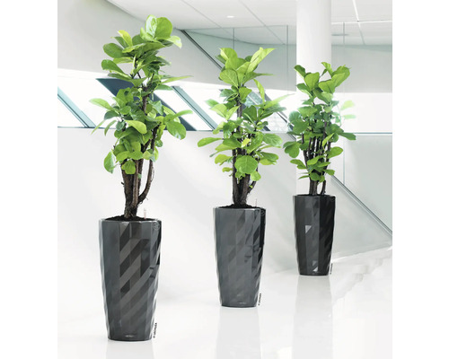 Tre rumsväxter i strukturerade krukor på golvet