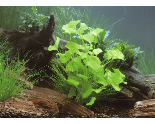 Akvarium dekorerat med vattenväxter, stenar och rotved