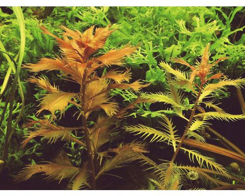 Närbild av akvarieväxter