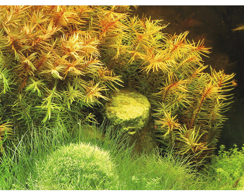 Akvariedekoration med vattenväxter och sten