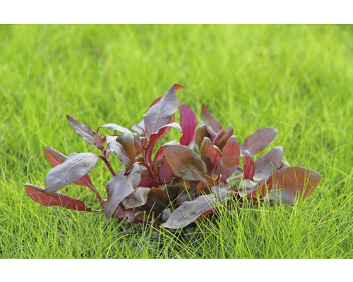 Akvarieväxt med rödaktiga blad i gräset