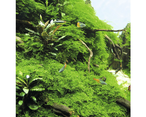 Akvarium med mossa och fiskar