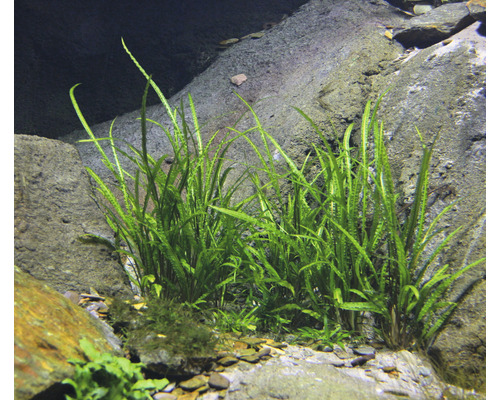 Akvarium med javansk vattenbägare mellan stenar