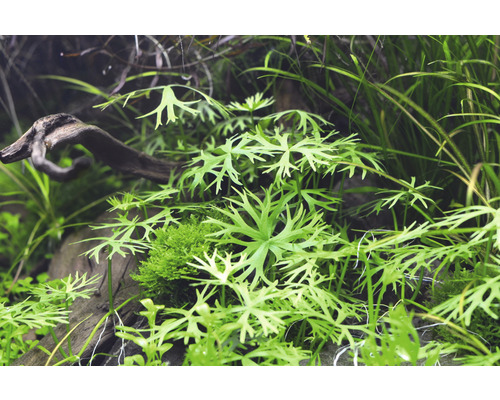 Akvarieväxter med trä