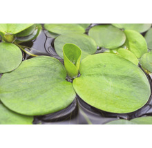 Akvarieväxt DENNERLE PLANTS Sydgrodört Limnobium laevigatum in vitro