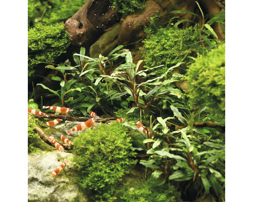 Akvarium med räkor och växter