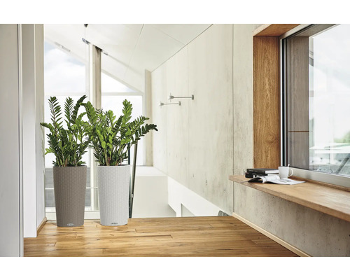 Två växter i höga krukor i ett ljust rum