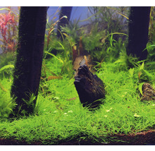 Akvarium med vattenväxter och trädrötter