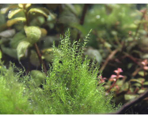 Akvarium med Javamossa