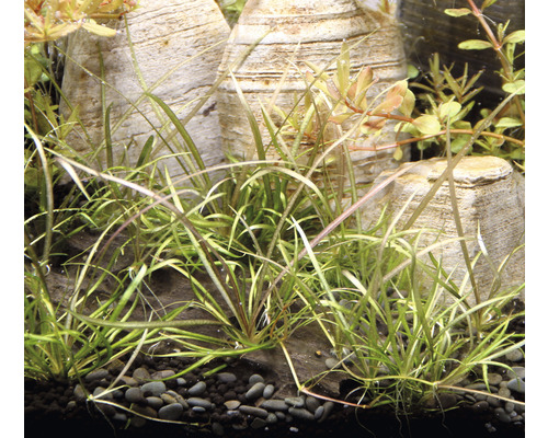 Akvarium med dvärgnålsäv och dekorativa stenar