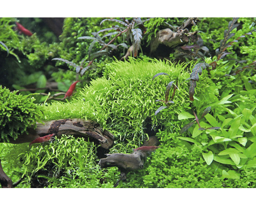 Akvarium med vattenväxter och dvärgräkor