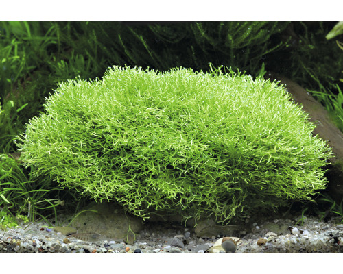 Akvarieväxt Korallmossa i akvarium