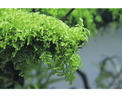 Närbild av Javamos för akvarier