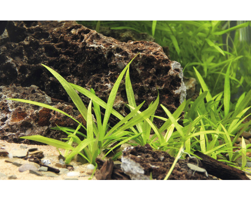 Akvarium med stenar och pilblad