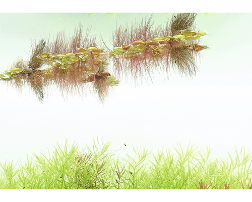 Akvarieväxter i vatten