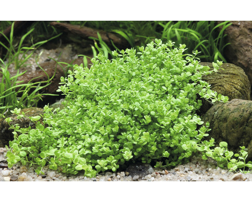 Akvarieväxt med små blad i akvarium