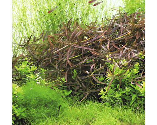 Akvarieväxter i detalj