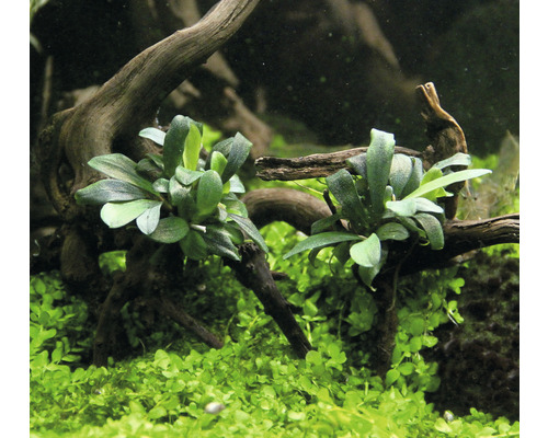 Akvarieväxter med gröna blad och dekoration av drivved