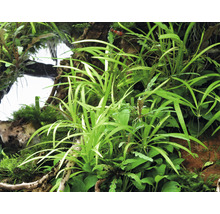 Akvarium med olika vattenväxter