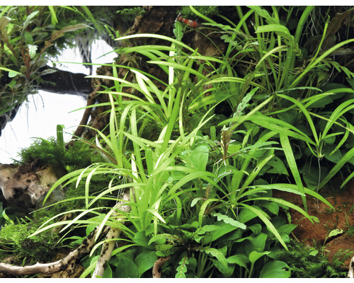 Akvarium med olika vattenväxter