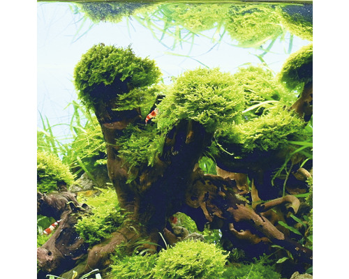 Akvarievy med rotved och mossa