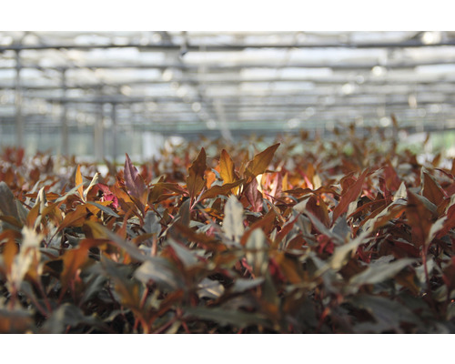 Plantor i ett växthus