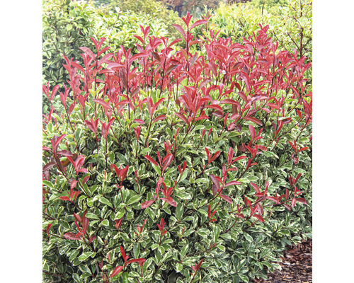 Städsegrön glansmispelhäck med röda blad