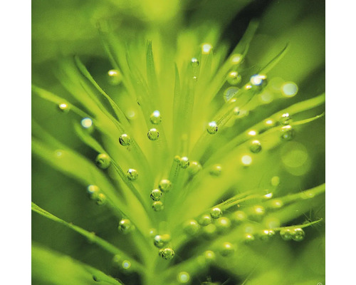 Närbild av en vattenväxt med syrebubblor