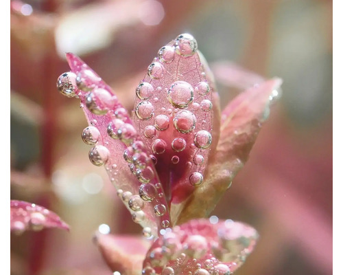 Akvarieväxt med vattendroppar på bladen