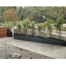 Rad med planteringslådor med bambu på en terrass