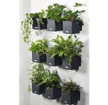 Självvattnande blomkruka LECHUZA Cube Color Green Wall plast 48x14x14cm grå inkl. hållare