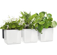 Blumentopf Lechuza Cube Glossy Green Wall 14x14x48cm plast vit inkl. hållare