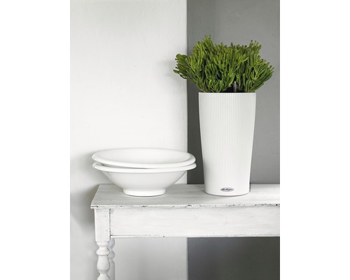 Dekorativ scen med planteringskärl, växt och skålar på bordet