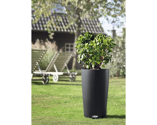 Växt i räfflad, cylindrisk planteringskärl i trädgården