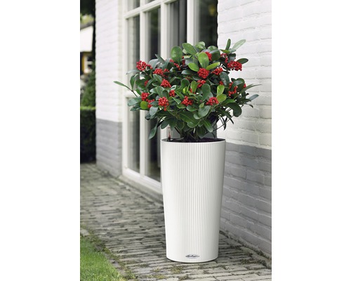 Växt med röda bär i en vit planteringslåda